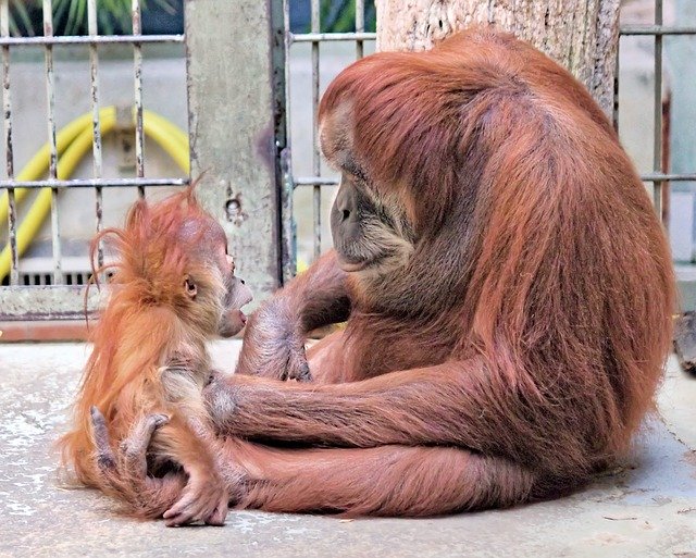 Téléchargement gratuit Orangutan Mother Cub - photo ou image gratuite à éditer avec l'éditeur d'images en ligne GIMP