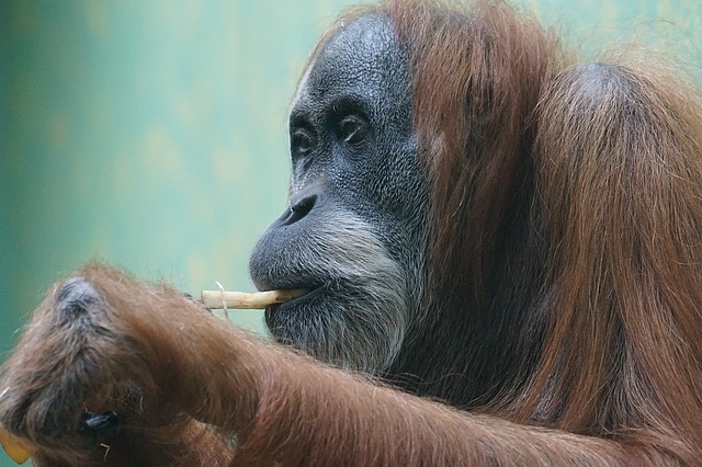 Free download orangutan primate ape free picture to be edited with GIMP free online image editor