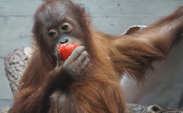 Free download orangutan primate ape cub free picture to be edited with GIMP free online image editor