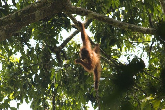 تنزيل مجاني Orang Utan Sumatra Bukit Lawang - صورة مجانية أو صورة لتحريرها باستخدام محرر الصور عبر الإنترنت GIMP