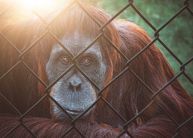 Free download orangutan zoo fence animal ape free picture to be edited with GIMP free online image editor