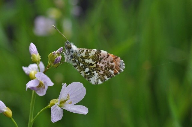 Téléchargement gratuit Oranjetip Nature Butterfly - photo ou image gratuite à modifier avec l'éditeur d'images en ligne GIMP