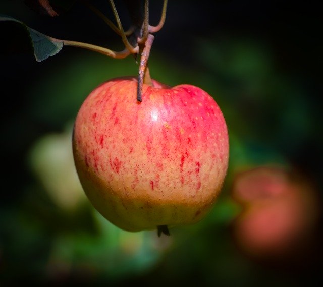 تنزيل Orchard Apple Apples مجانًا - صورة مجانية أو صورة يتم تحريرها باستخدام محرر الصور عبر الإنترنت GIMP