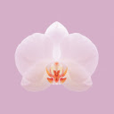 Orchid  screen for extension Chrome web store in OffiDocs Chromium