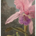 Orchid and Hummingbirds  screen for extension Chrome web store in OffiDocs Chromium