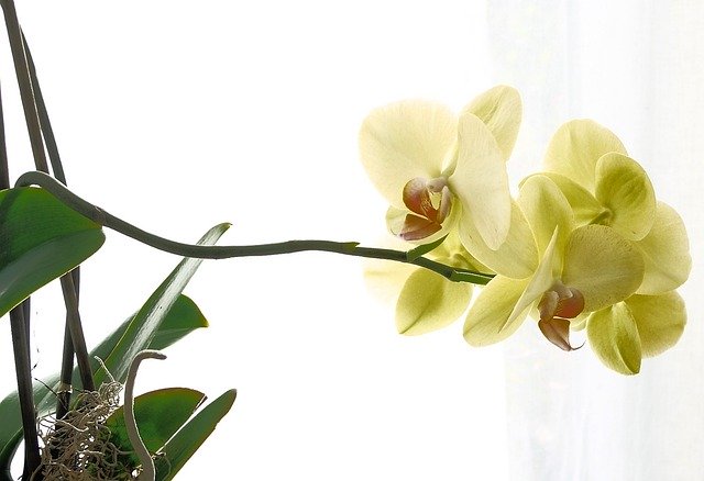 تحميل مجاني Orchid Beautiful Yellow - صورة مجانية أو صورة ليتم تحريرها باستخدام محرر الصور عبر الإنترنت GIMP
