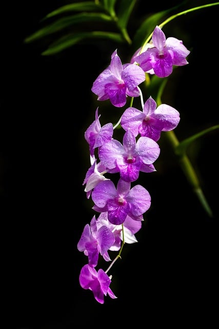 Free download orchid bloom blossom flower free picture to be edited with GIMP free online image editor