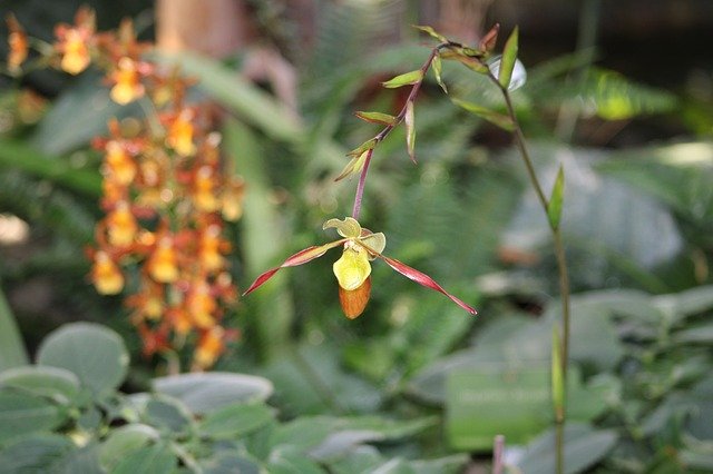 Безкоштовно завантажте Orchid Demoiselle - безкоштовну фотографію або зображення для редагування за допомогою онлайн-редактора зображень GIMP