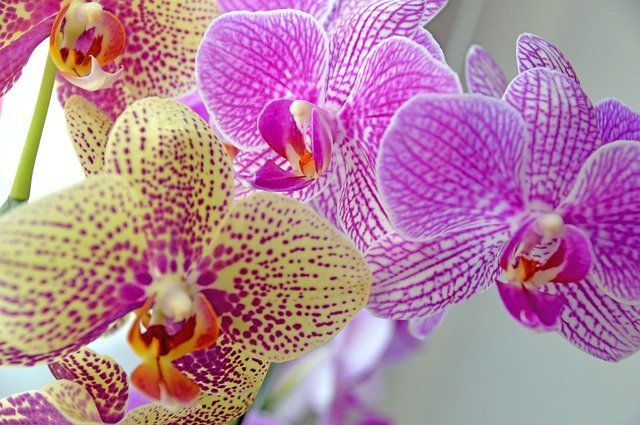 Muat turun percuma Orchidee Flower Blossom - foto atau gambar percuma untuk diedit dengan editor imej dalam talian GIMP