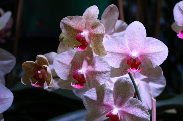 Descărcare gratuită Orchid Floral Blossom - fotografie sau imagini gratuite pentru a fi editate cu editorul de imagini online GIMP