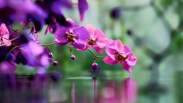 Free download orchid flower beautiful roses free picture to be edited with GIMP free online image editor