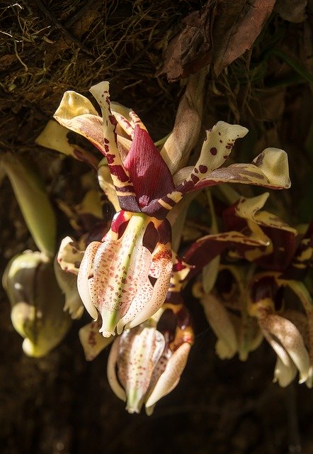 ดาวน์โหลดเทมเพลตรูปภาพ Orchid Flower Bloom ฟรีเพื่อแก้ไขด้วยโปรแกรมแก้ไขรูปภาพออนไลน์ GIMP