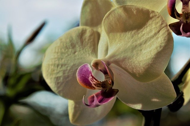 Template Photo Orchid Flower Blossom -  for OffiDocs