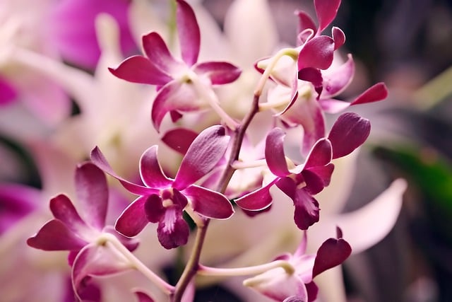 Free download orchid flower dendrobium flora free picture to be edited with GIMP free online image editor