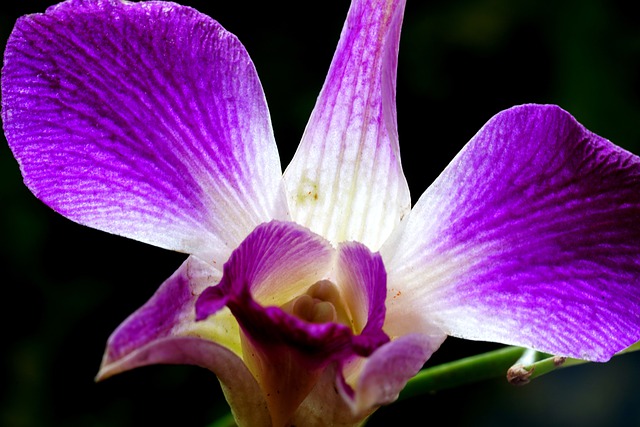 Free download orchid flower flora nature free picture to be edited with GIMP free online image editor