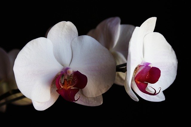 Скачать бесплатно Цветы орхидеи — бесплатную фотографию или картинку для редактирования с помощью онлайн-редактора изображений GIMP