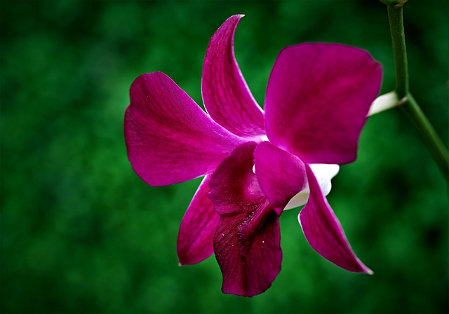 Free download orchid flower garden petals free picture to be edited with GIMP free online image editor