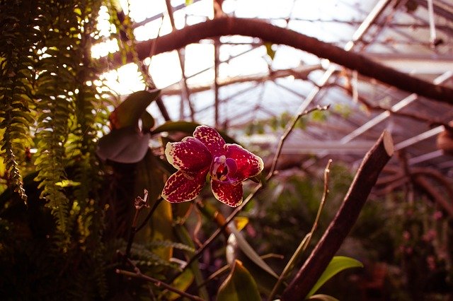 Free download Orchid Flower Greenhouse -  free photo or picture to be edited with GIMP online image editor