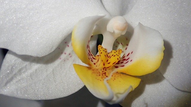 Free download Orchid Flower Macro -  free photo or picture to be edited with GIMP online image editor