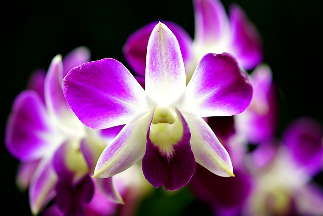 Free download orchid flower nature dendrobium free picture to be edited with GIMP free online image editor