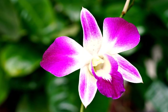 Kostenloser Download Orchidee Blume Pflanze Blüte Blütenblätter Kostenloses Bild, das mit dem kostenlosen Online-Bildeditor GIMP bearbeitet werden kann