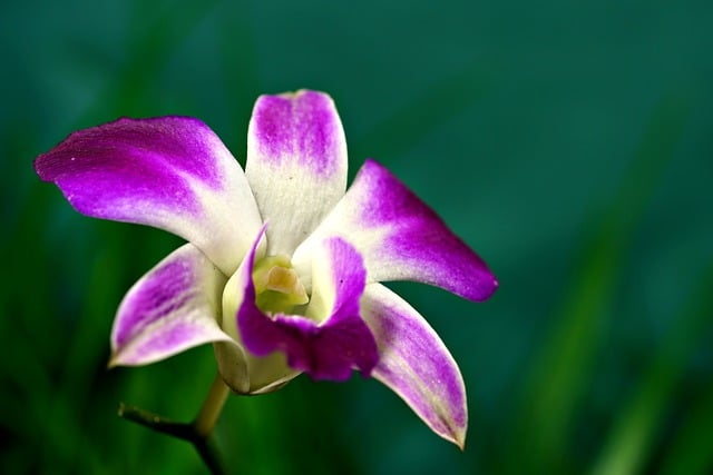 Scarica gratuitamente l'immagine gratuita del dendrobium della pianta del fiore dell'orchidea da modificare con l'editor di immagini online gratuito di GIMP