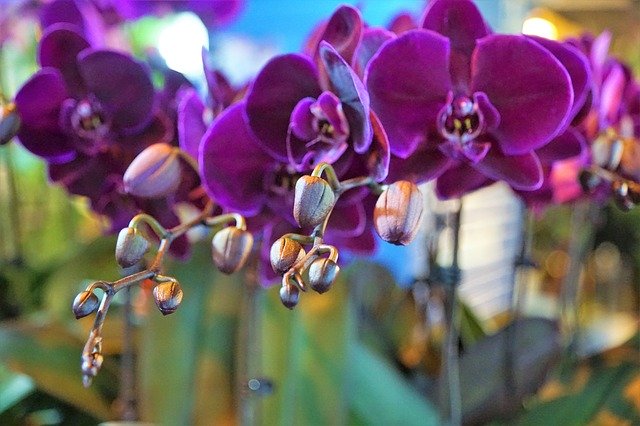 Muat turun percuma Orchid Flower Purple - foto atau gambar percuma untuk diedit dengan editor imej dalam talian GIMP