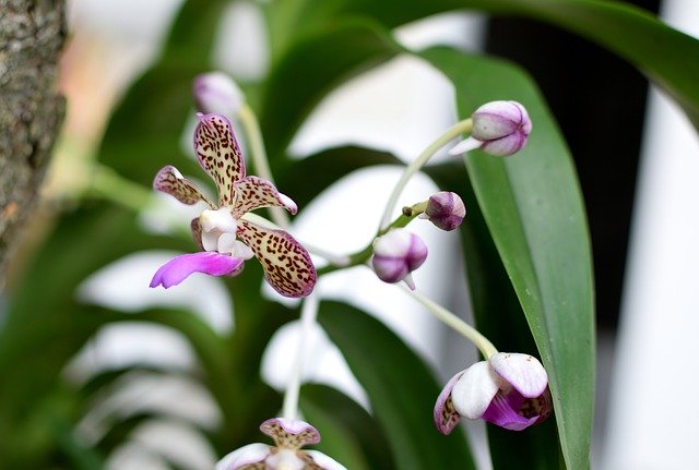 Descărcare gratuită Orchid Flowers - fotografie sau imagini gratuite pentru a fi editate cu editorul de imagini online GIMP