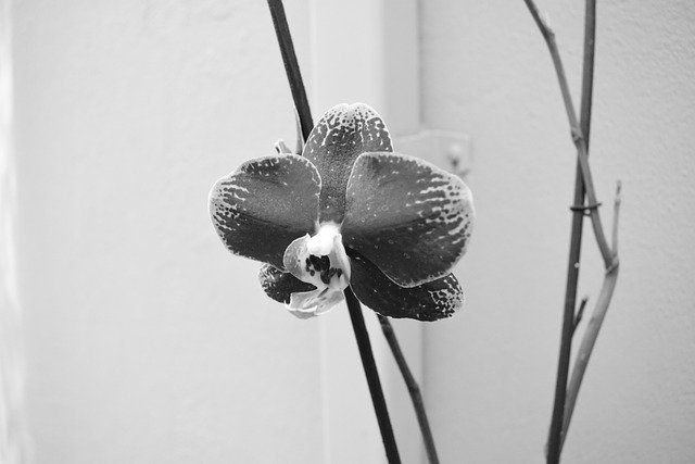 Free download orchid flowers b w free picture to be edited with GIMP free online image editor