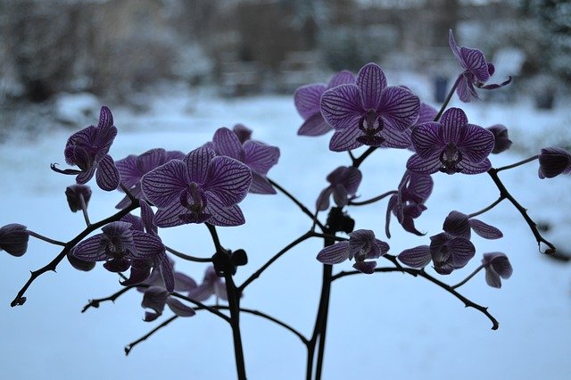 Template Photo Orchid Flowers Flora for OffiDocs