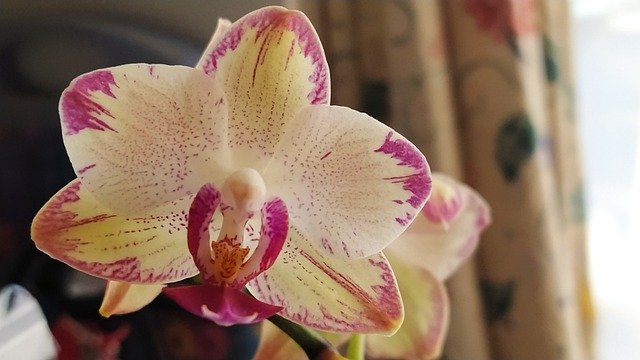 Free download orchid flowers flora nature garden free picture to be edited with GIMP free online image editor