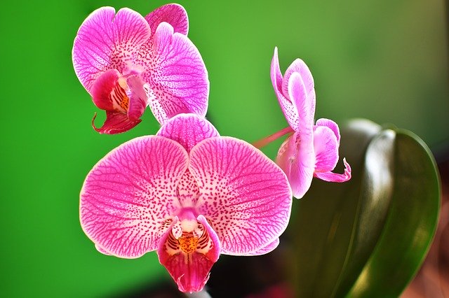 Unduh gratis Orchid Flowers Macro templat foto gratis untuk diedit dengan editor gambar online GIMP