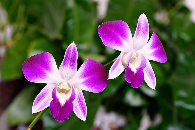 Free download orchid flowers plant bloom garden free picture to be edited with GIMP free online image editor