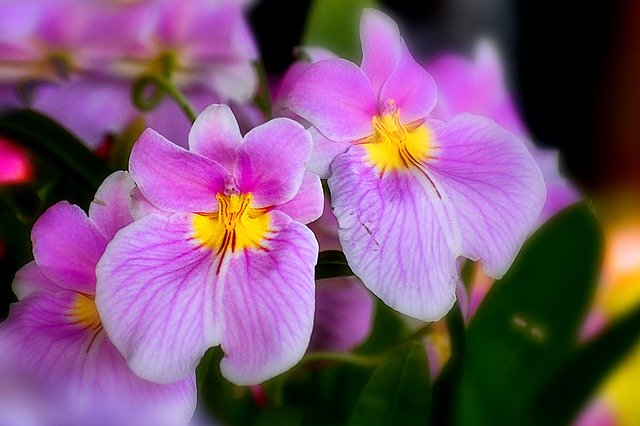 Descarga gratuita Orchid Flower Spring: foto o imagen gratuita para editar con el editor de imágenes en línea GIMP