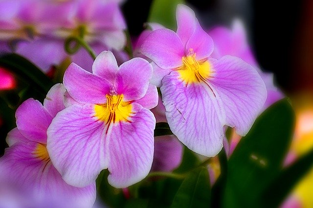 تنزيل Orchid Flower Spring مجانًا - صورة مجانية أو صورة يمكن تحريرها باستخدام محرر الصور عبر الإنترنت GIMP