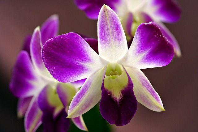 Free download orchid flower violet flower petals free picture to be edited with GIMP free online image editor