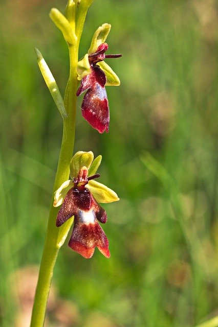 Free picture Orchid Fly Ophrys -  to be edited by GIMP free image editor by OffiDocs