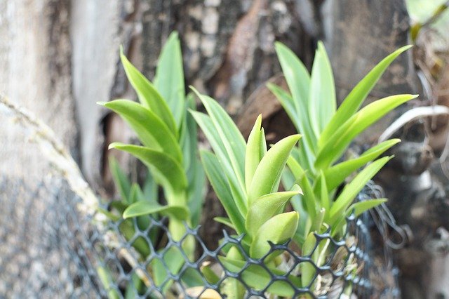 Muat turun percuma Orchid Green Botanical - foto atau gambar percuma untuk diedit dengan editor imej dalam talian GIMP