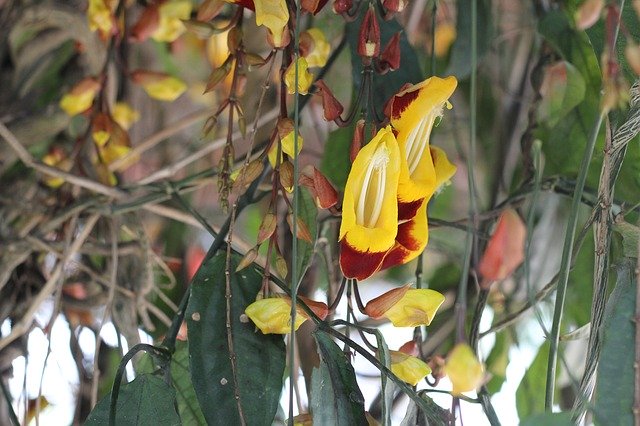 Muat turun percuma Orchid Hang Garden - foto atau gambar percuma untuk diedit dengan editor imej dalam talian GIMP