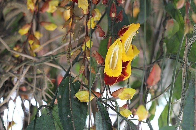 ดาวน์โหลด Orchid Hang Garden ฟรี - ภาพถ่ายหรือรูปภาพฟรีที่จะแก้ไขด้วยโปรแกรมแก้ไขรูปภาพออนไลน์ GIMP