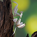 orchid mantis  screen for extension Chrome web store in OffiDocs Chromium