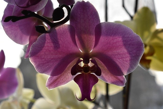 دانلود رایگان Orchid Nature Flower - عکس یا تصویر رایگان قابل ویرایش با ویرایشگر تصویر آنلاین GIMP