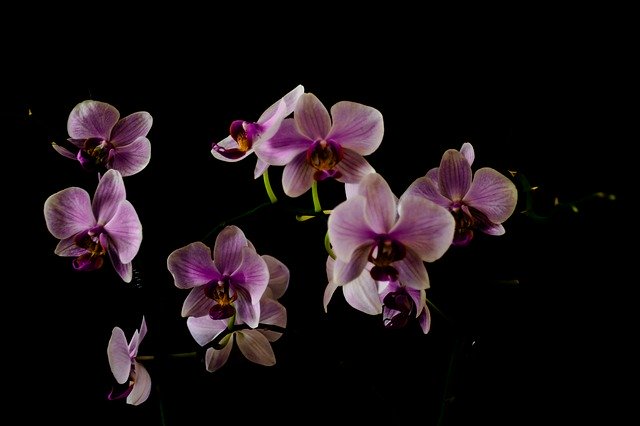 Descarga gratuita Orchid Orchis Flower - foto o imagen gratuita para editar con el editor de imágenes en línea GIMP