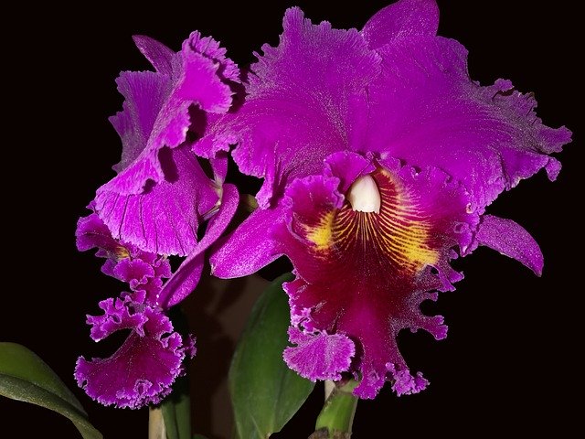 Téléchargement gratuit de Orchid Plant Nature - photo ou image gratuite à modifier avec l'éditeur d'images en ligne GIMP