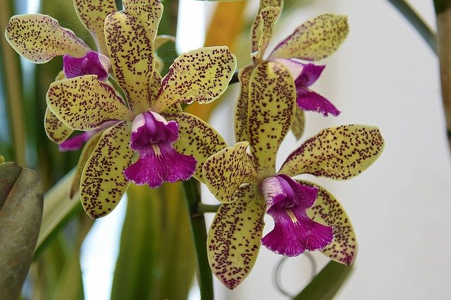 Gratis download Orchid Plant Orchids - gratis foto of afbeelding om te bewerken met de online GIMP-afbeeldingseditor