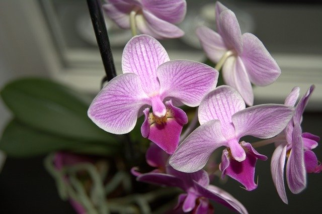Free picture Orchid Purple Flower -  to be edited by GIMP free image editor by OffiDocs