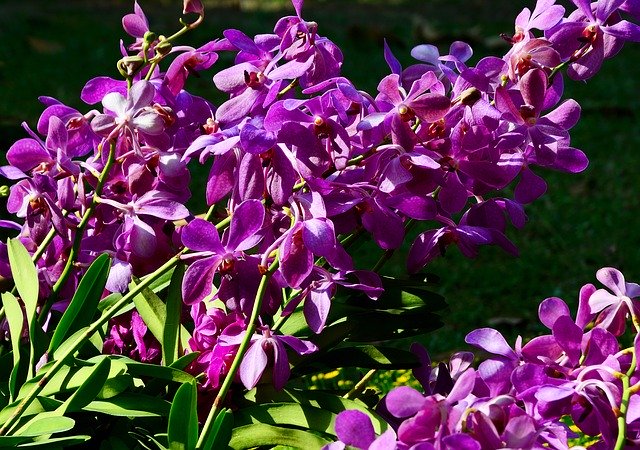 Descarga gratuita Orchid Purple Flowers - foto o imagen gratuita para editar con el editor de imágenes en línea GIMP