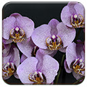 Orchids  screen for extension Chrome web store in OffiDocs Chromium