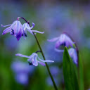 Orchids bloom  screen for extension Chrome web store in OffiDocs Chromium