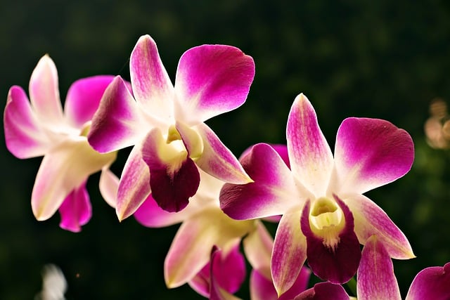 Free download orchids dendrobium flower flora free picture to be edited with GIMP free online image editor